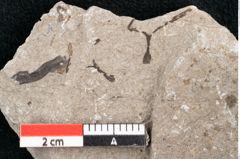 Foto (Detailansicht) von Cystoseira communis Unger (NHMW-GEO-2024-0188-6644)